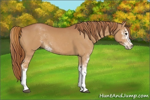 Horse Color:Chestnut Sabino 