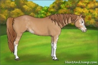 Horse Color:Chestnut Sabino