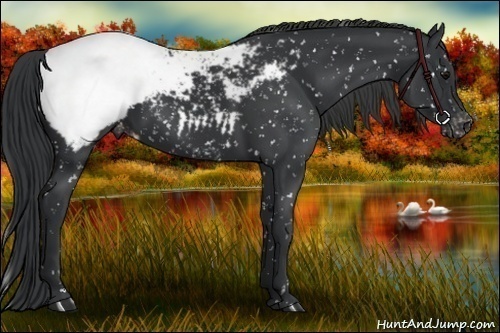 Horse Color:Black Appaloosa 