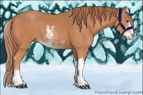 Horse Color:Chestnut Sabino 
