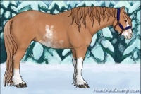 Horse Color:Chestnut Sabino 