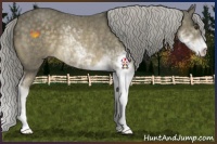 Horse Color:Chocolate Palomino Sabino Rabicano 