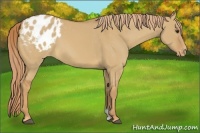 Horse Color:Red Dun Appaloosa 