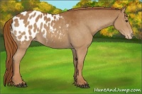 Horse Color:Chestnut Appaloosa 