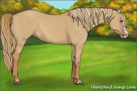 Horse Color:Red Dun Splash 