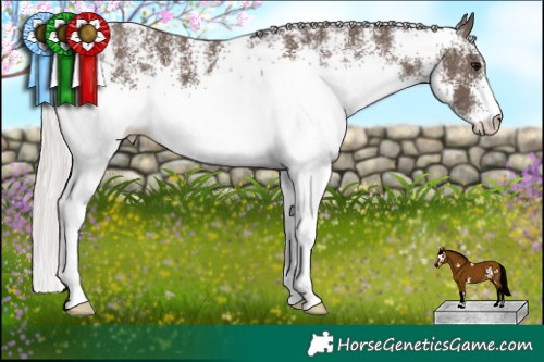 Horse Color:White Spotted Silver Black 