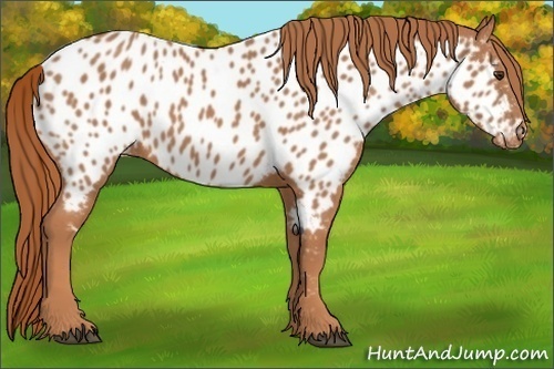 Horse Color:Chestnut Near Leopard