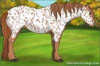 Horse Color:Chestnut Near Leopard 