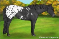 Horse Color:Black Appaloosa