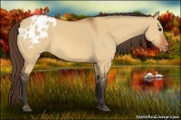Horse Color:Bay Dun Appaloosa 