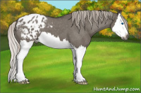 Horse Color:Gray Silver Grullo Roan Splash Appaloosa 
