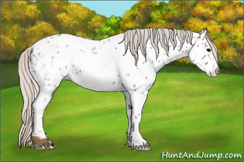 Horse Color:Silver Blue Roan Frame Appaloosa 