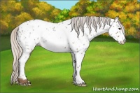 Horse Color:Silver Blue Roan Frame Appaloosa