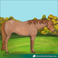 Horse Color:Red Roan 