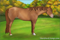 Horse Color:Gray Gold Champagne