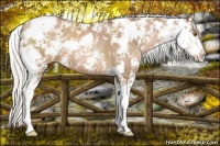Horse Color:Silver Black Pearl Sabino