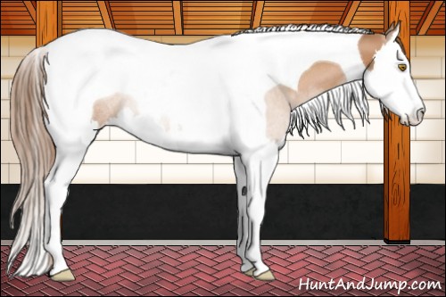 Horse Color:Brown Pearl Splash Tobiano Rabicano 