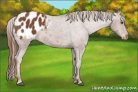 Horse Color:Chestnut Appaloosa 