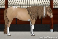 Horse Color:Black Pearl Tobiano Rabicano