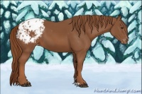 Horse Color:Chestnut Appaloosa 