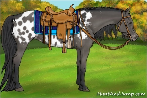 Horse Color:Black Appaloosa 