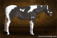 Horse Color:Liver Chestnut Tobiano