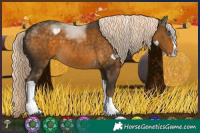 Horse Color:White Spotted Chocolate Palomino Mushroom Splash Tobiano 