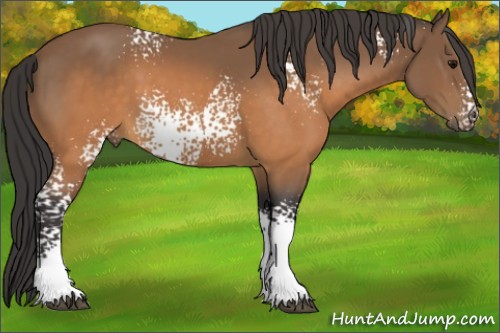 Horse Color:White Spotted Buckskin 