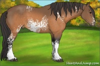 Horse Color:White Spotted Buckskin