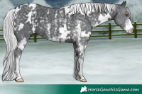 Horse Color:White Spotted Silver Black Chinchilla Sabino 