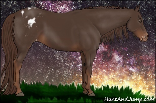 Horse Color:Liver Chestnut Appaloosa 