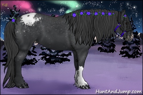 Horse Color:Black Appaloosa 