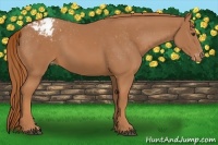 Horse Color:Chestnut Appaloosa 