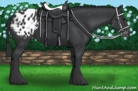 Horse Color:Black Appaloosa