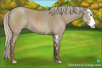 Horse Color:Silver Grullo Splash Frame