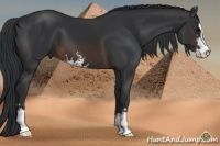 Horse Color:Brown Sabino 