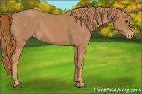 Horse Color:Chestnut Appaloosa