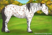 Horse Color:Bay Leopard