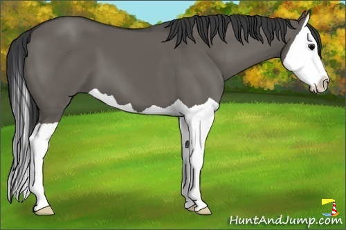 Horse Color:Grullo Splash 