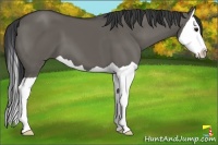 Horse Color:Grullo Splash 