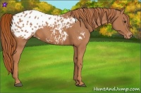 Horse Color:Chestnut Appaloosa 
