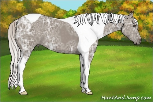Horse Color:Silver Grullo Ice Tobiano