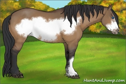 Horse Color:Bay Dun Frame 