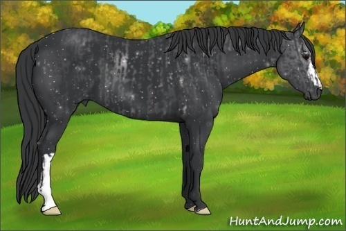 Horse Color:Black  and Black 