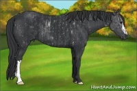 Horse Color:Black and Black