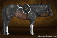 Horse Color:Brown Appaloosa Rabicano 