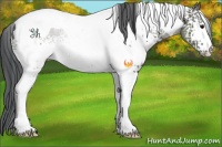 Horse Color:White Spotted Grullo Tobiano Rabicano 