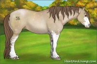 Horse Color:Grullo Pearl Sabino