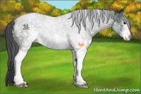 Horse Color:White Spotted Black Sabino
