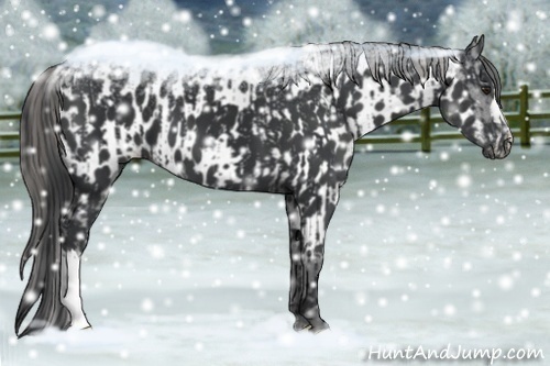 Horse Color:Black  and Black Appaloosa 